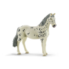 13910 Knabstrupper Stute