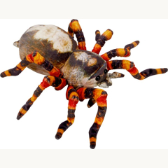 Spinne - Nature Zoom Wild