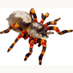 Spinne - Nature Zoom Wild