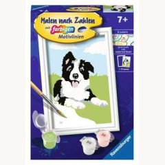 Border Collie Welpe