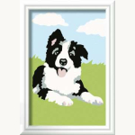 Border Collie Welpe