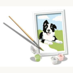Border Collie Welpe