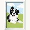 Border Collie Welpe