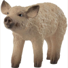 14893 Wollschwein Ferkel