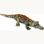 Krokodil Nature Zoom