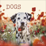 Dogs