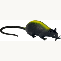 Kanal-Ratten