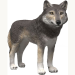 14991 Amerikanischer Wolf