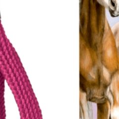 Kleine Taschenlampe Pferdefreunde