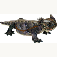 Nature Zoom Horneidechse