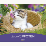 Samtpfoten