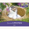 Samtpfoten