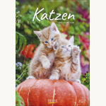 Gr. farbiger Katzenkalender