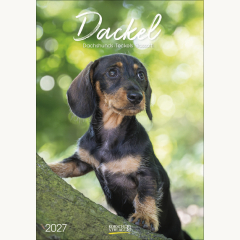 Gr. farbiger Dackelkalender