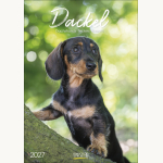 Gr. farbiger Dackelkalender